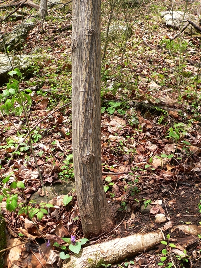 {Halesia tetraptera}